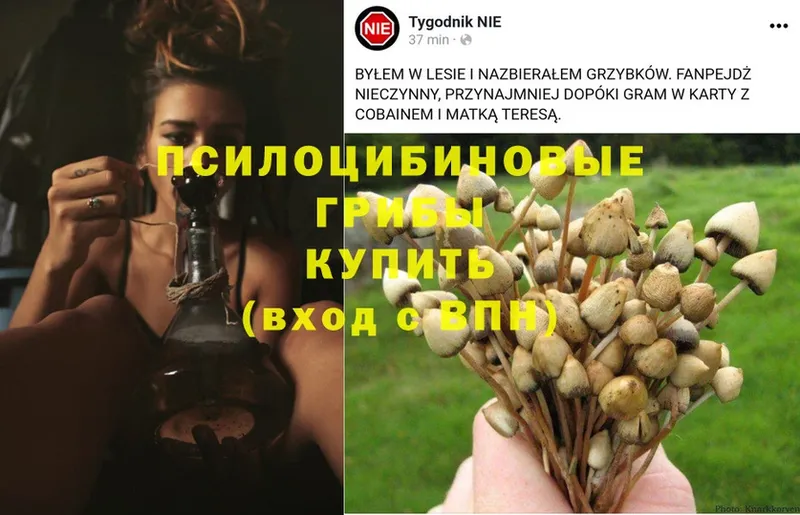 мега зеркало  Копейск  Псилоцибиновые грибы Psilocybe 